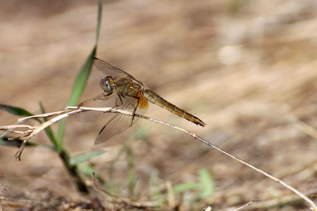 Anche queste dovrebbero essere Crocothemis erythraea